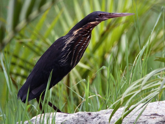 Wings of the Wild - Birds at Katarniaghat Image